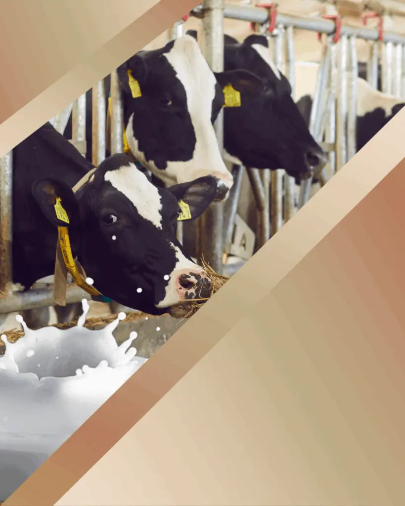 Healthy dairy cows for organic milk production"